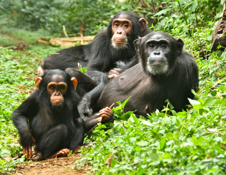 Chimpanzees